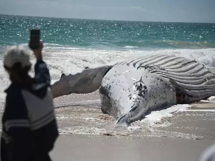 Der City Beach in Perth bleibt vorläufig für Badegäste geschlossen. - Foto: Aaron Bunch/AAP/dpa