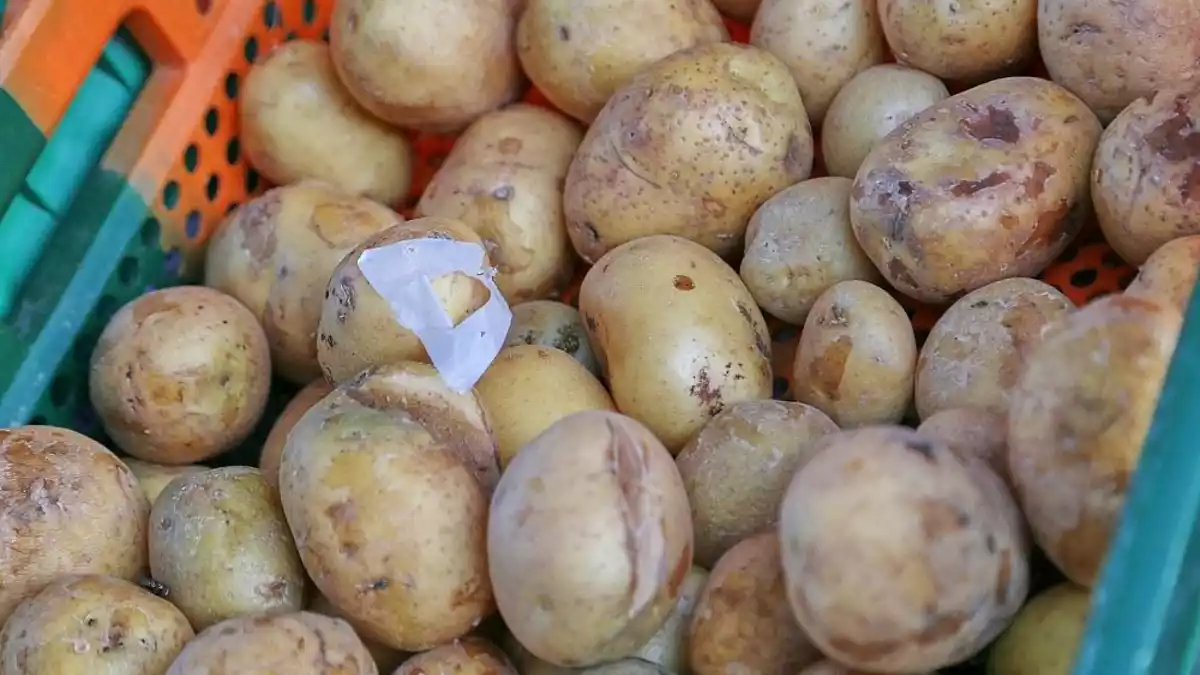 Kartoffelernte fällt dieses Jahr schwächer aus