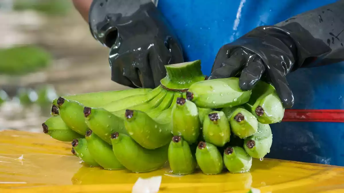 Kolumbien warnt Europa: Die Bananenproduktion wird angesichts von El Niño und der Aufwertung der Landeswährung immer teurer und gefährdet 200.000 Arbeitsplätze - Bild: presseportal.de
