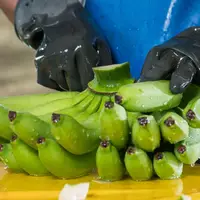 Kolumbien warnt Europa: Die Bananenproduktion wird angesichts von El Niño und der Aufwertung der Landeswährung immer teurer und gefährdet 200.000 Arbeitsplätze - Foto: presseportal.de