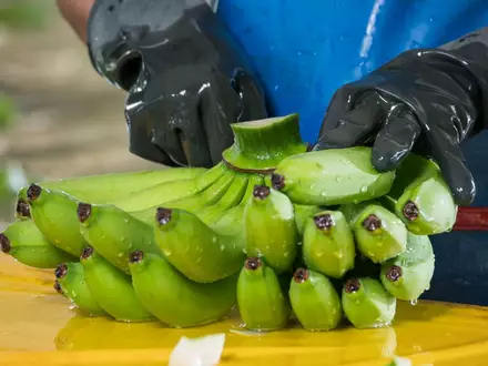Kolumbien warnt Europa: Die Bananenproduktion wird angesichts von El Niño und der Aufwertung der Landeswährung immer teurer und gefährdet 200.000 Arbeitsplätze - Foto: presseportal.de