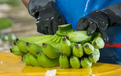 Kolumbien warnt Europa: Die Bananenproduktion wird angesichts von El Niño und der Aufwertung der Landeswährung immer teurer und gefährdet 200.000 Arbeitsplätze - Foto: presseportal.de
