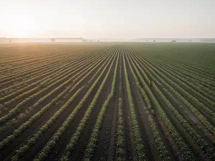 Weitläufiges Ackerland mit geordneten Pflanzenreihen im sanften Licht der Morgensonne. - Foto: über boerse-global.de
