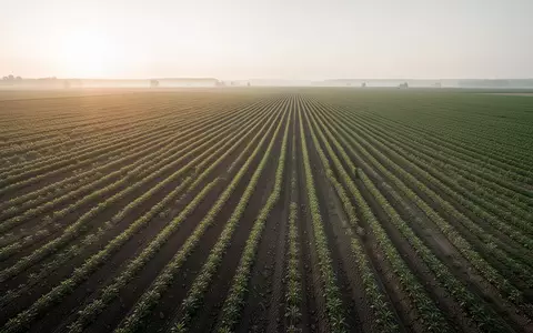Weitläufiges Ackerland mit geordneten Pflanzenreihen im sanften Licht der Morgensonne. - Foto: über boerse-global.de