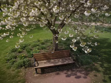Symbolbild: Parkbank unter einem blühenden Baum - Foto: über boerse-global.de