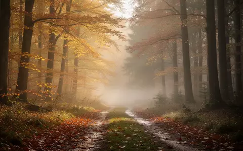 Herbstliche Waldlandschaft in Thüringen mit herabgefallenen Blättern und nebliger Morgenstimmung bei goldenem Licht. - Foto: über boerse-global.de