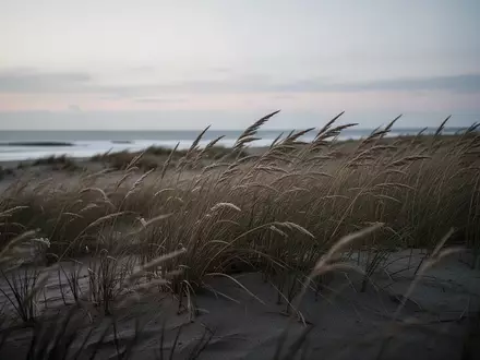 Eine windgepeitschte Küstenlandschaft mit hohem Dünengras in der Abenddämmerung. - Foto: über boerse-global.de