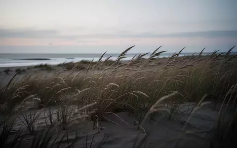 Eine windgepeitschte Küstenlandschaft mit hohem Dünengras in der Abenddämmerung. - Foto: über boerse-global.de