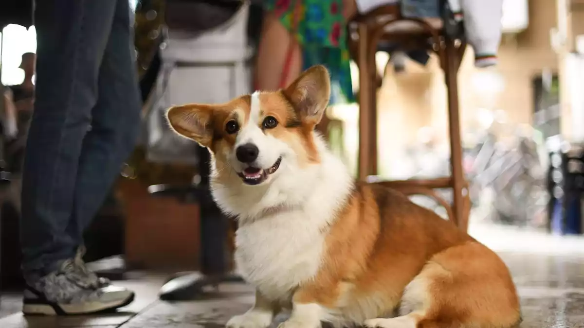 Fellnasen-Auszeit: die besten Städte in Europa für Reisen mit Hund - Bild: presseportal.de