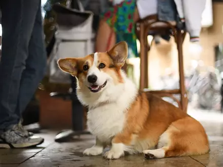 Fellnasen-Auszeit: die besten Städte in Europa für Reisen mit Hund - Foto: presseportal.de