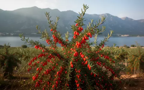 Ein üppiger Goji-Beeren-Strauch mit leuchtend roten Früchten vor der Kulisse einer Berglandschaft am Ufer eines Sees. - Foto: über boerse-global.de