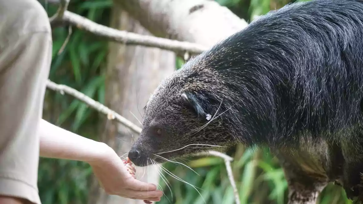 Für jedes Tier ein ganzes Team / In wissenschaftlich geführten Zoos sorgen Menschen aus Dutzenden Berufen für Tierwohl, Artenschutz, Forschung und Bildung - natürlich auch am Welttierschutztag - Bild: presseportal.de