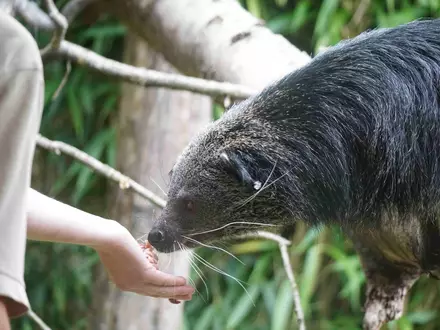 Für jedes Tier ein ganzes Team / In wissenschaftlich geführten Zoos sorgen Menschen aus Dutzenden Berufen für Tierwohl, Artenschutz, Forschung und Bildung - natürlich auch am Welttierschutztag - Foto: presseportal.de