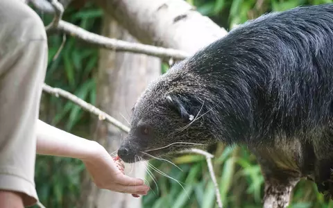 Für jedes Tier ein ganzes Team / In wissenschaftlich geführten Zoos sorgen Menschen aus Dutzenden Berufen für Tierwohl, Artenschutz, Forschung und Bildung - natürlich auch am Welttierschutztag - Foto: presseportal.de