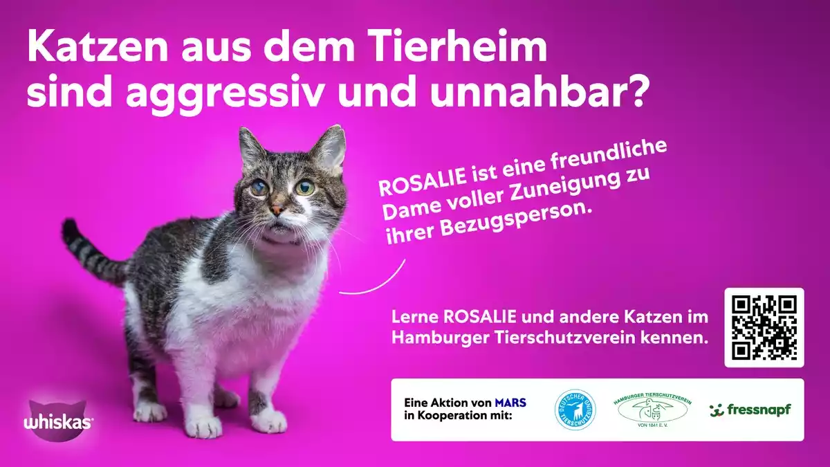 Mars-Studie: Unsicherheiten bremsen Tieradoptionen - Hamburger Kampagne schafft Orientierung - Bild: presseportal.de