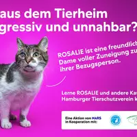 Mars-Studie: Unsicherheiten bremsen Tieradoptionen - Hamburger Kampagne schafft Orientierung - Foto: presseportal.de