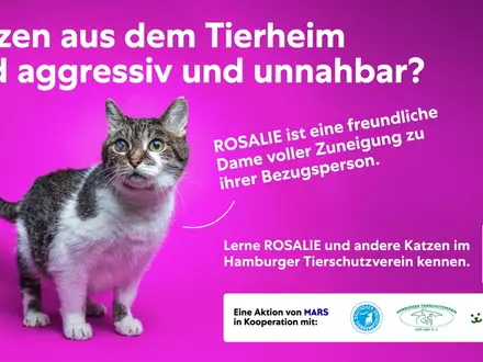 Mars-Studie: Unsicherheiten bremsen Tieradoptionen - Hamburger Kampagne schafft Orientierung - Foto: presseportal.de