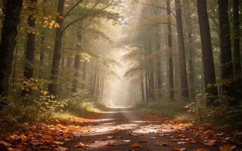 Ein sonnendurchfluteter Waldweg im Herbst mit herabgefallenen Blättern als Symbol für Bewegung und Natur. - Foto: über boerse-global.de