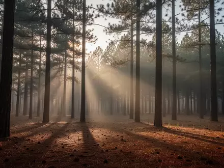 Ein ruhiger, leerer Wald bei Morgendämmerung mit weichem Licht und langen Schatten. - Foto: über boerse-global.de