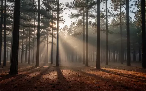 Ein ruhiger, leerer Wald bei Morgendämmerung mit weichem Licht und langen Schatten. - Foto: über boerse-global.de