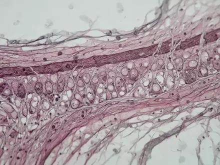 Mikroskopische Aufnahme von biologischem Gewebe mit komplexen zellulären Strukturen und organischen Texturen. - Foto: über boerse-global.de
