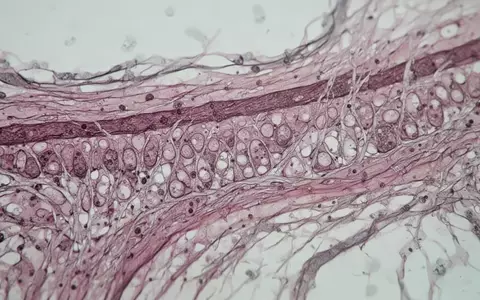 Mikroskopische Aufnahme von biologischem Gewebe mit komplexen zellulären Strukturen und organischen Texturen. - Foto: über boerse-global.de