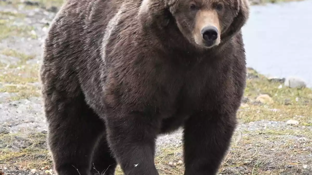 Braunbärin «910» schaffte es bei der «Fat Bear»-Wahl ins Finale. (Handout)  - Bild: C. Loberg/explore.org/dpa