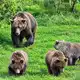 Dieses Muttertier zählt zu den kräftigsten Bären am Brooks River im Katmai-Nationalpark. - Bild: C. Loberg/explore.org/dpa