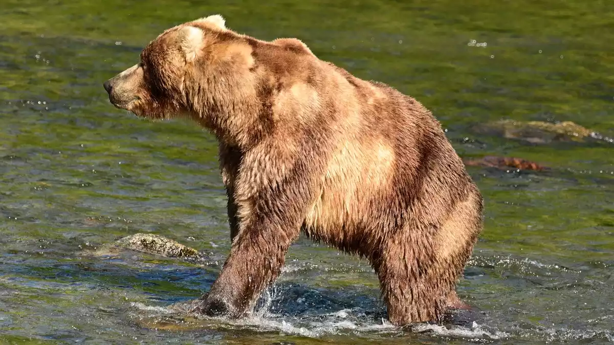 Braunbär «Backpack» ist im Juni zu Beginn der Lachsfisch-Saison noch recht mager. (Handout)  - Bild: Uncredited/explore.org/dpa