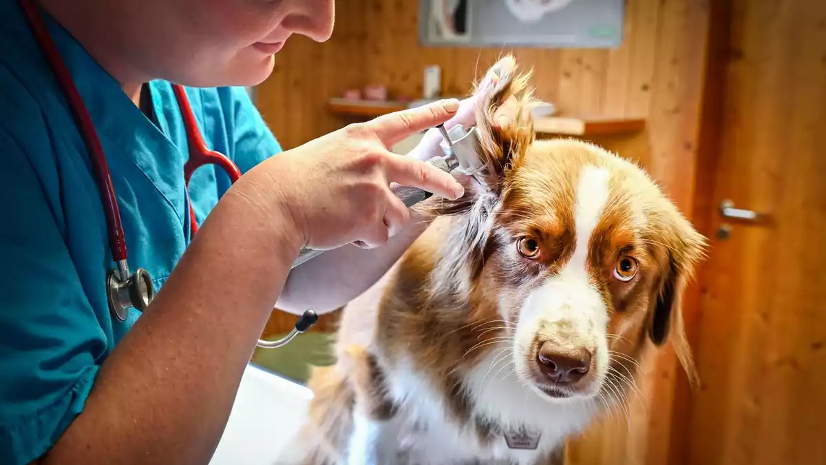 HUK-COBURG startet mit der Tierkrankenversicherung für Hunde und Katzen - Bild: presseportal.de