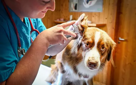 HUK-COBURG startet mit der Tierkrankenversicherung für Hunde und Katzen - Foto: presseportal.de