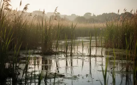 Ein sumpfiges Feuchtgebiet mit hohem Schilf und stehendem Gewässer in einer südeuropäischen Landschaft. - Foto: über boerse-global.de