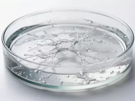 Nahaufnahme einer Laborschale mit einem transparenten Gel zur Erforschung des Hautmikrobioms. - Foto: über boerse-global.de