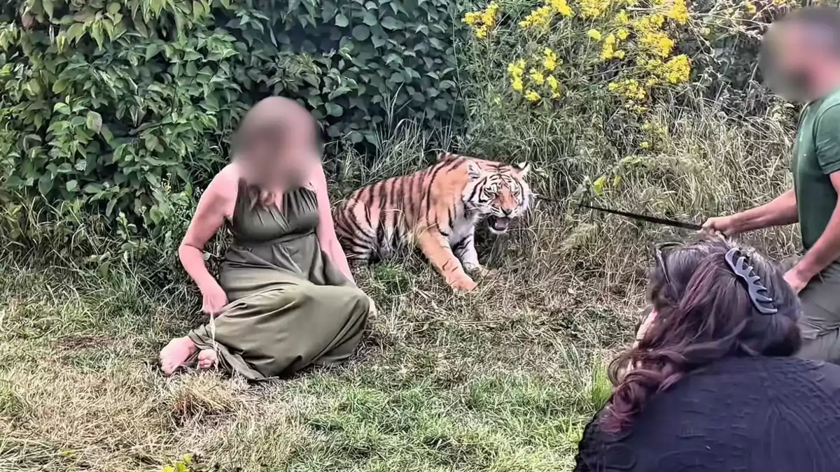 Tiger bei Wildtier-Shooting misshandelt: VETO Tierschutz erstattet Strafanzeige bei der Staatsanwaltschaft Bonn gegen Dompteur von Melody's Circusland - Bild: presseportal.de