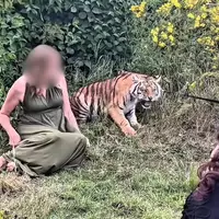 Tiger bei Wildtier-Shooting misshandelt: VETO Tierschutz erstattet Strafanzeige bei der Staatsanwaltschaft Bonn gegen Dompteur von Melody's Circusland - Foto: presseportal.de