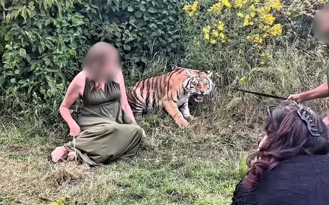Tiger bei Wildtier-Shooting misshandelt: VETO Tierschutz erstattet Strafanzeige bei der Staatsanwaltschaft Bonn gegen Dompteur von Melody's Circusland - Foto: presseportal.de