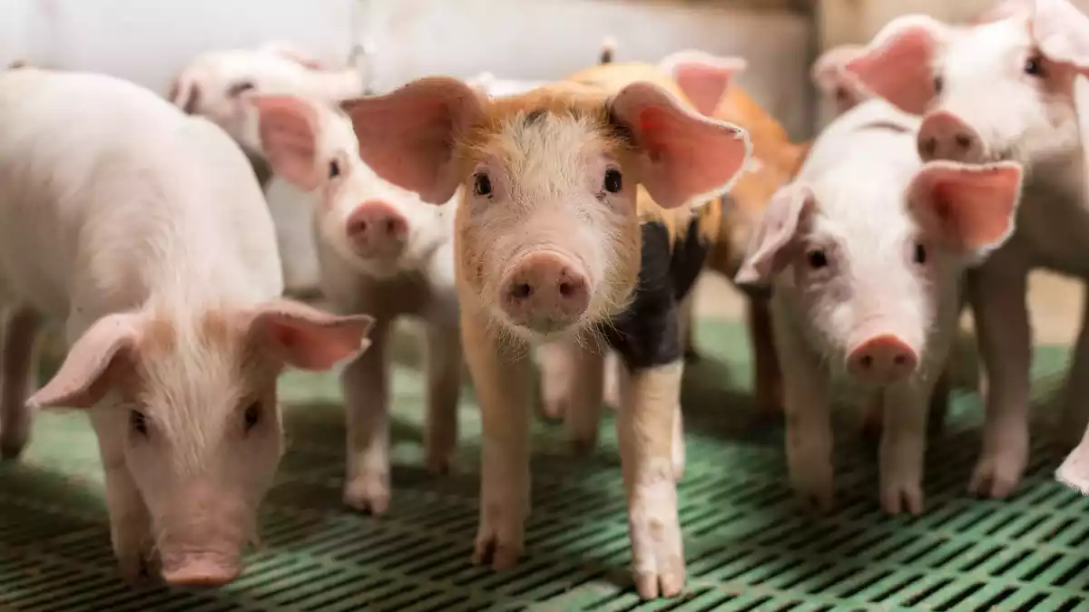 Resilienz darf nicht am Hoftor enden/ Bundesverband Rind und Schwein fordert ganzheitliche Krisenvorsorge für die Nutztierhaltung - Bild: presseportal.de