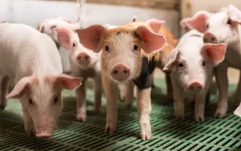 Resilienz darf nicht am Hoftor enden/ Bundesverband Rind und Schwein fordert ganzheitliche Krisenvorsorge für die Nutztierhaltung - Foto: presseportal.de