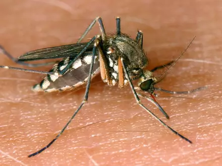 Das Sindbis-Virus (SINV) wird durch Stechmücken übertragen. - Foto: Andreas Lander/dpa-Zentralbild/dpa