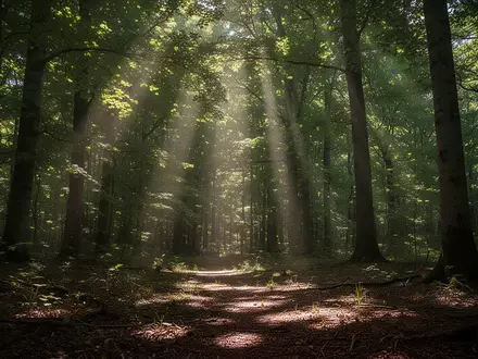 Sonnenlicht fällt durch ein dichtes Blätterdach in einem Wald. - Foto: über boerse-global.de