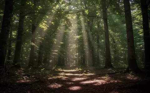 Sonnenlicht fällt durch ein dichtes Blätterdach in einem Wald. - Foto: über boerse-global.de