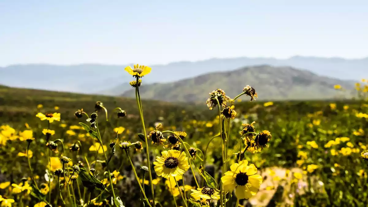 An einem der trockensten Orte der Welt sprießen zahlreiche Blumen.  - Bild: Ignacio Villarroel/Agencia Uno/dpa