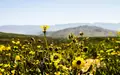 An einem der trockensten Orte der Welt sprießen zahlreiche Blumen.  - Foto: Ignacio Villarroel/Agencia Uno/dpa