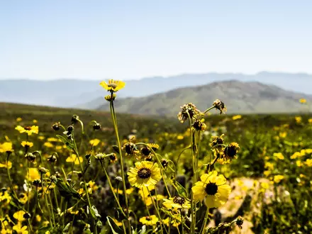 An einem der trockensten Orte der Welt sprießen zahlreiche Blumen.  - Foto: Ignacio Villarroel/Agencia Uno/dpa