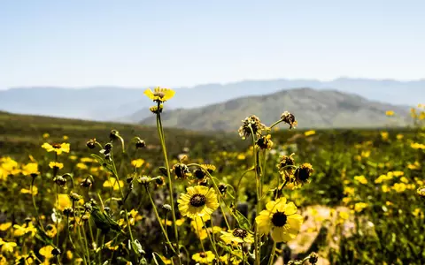 An einem der trockensten Orte der Welt sprießen zahlreiche Blumen.  - Foto: Ignacio Villarroel/Agencia Uno/dpa