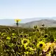 An einem der trockensten Orte der Welt sprießen zahlreiche Blumen.  - Bild: Ignacio Villarroel/Agencia Uno/dpa