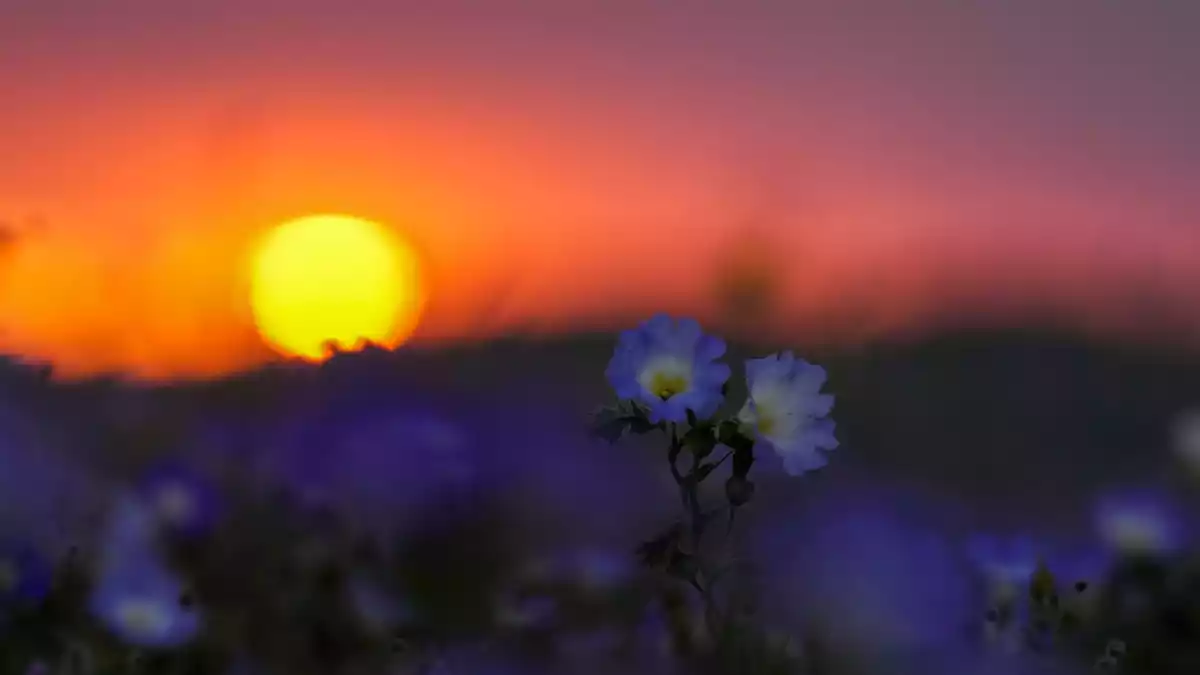 «El Niño» führt zu höheren Niederschlagsmengen und lässt an überraschender Stelle Blumen sprießen.  - Bild: Esteban Felix/AP/dpa