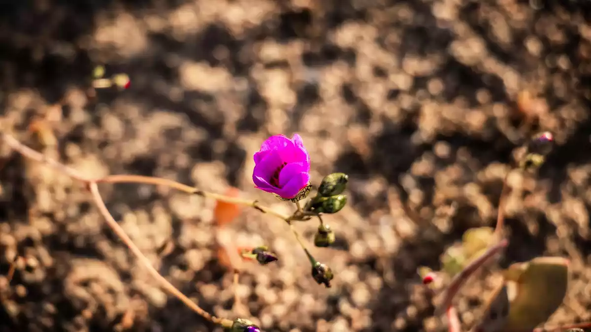 Blumen in der Wüste: Die Ursache für diese kuriose Situation im südlichen Frühling ist in dem Klimaphänomen «El Niño» zu sehen.  - Bild: Ignacio Villarroel/Agencia Uno/dpa