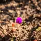 Blumen in der Wüste: Die Ursache für diese kuriose Situation im südlichen Frühling ist in dem Klimaphänomen «El Niño» zu sehen.  - Bild: Ignacio Villarroel/Agencia Uno/dpa