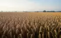 Weites, goldenes Getreidefeld unter einem klaren Morgenhimmel in einer landwirtschaftlichen Umgebung. - Foto: über boerse-global.de